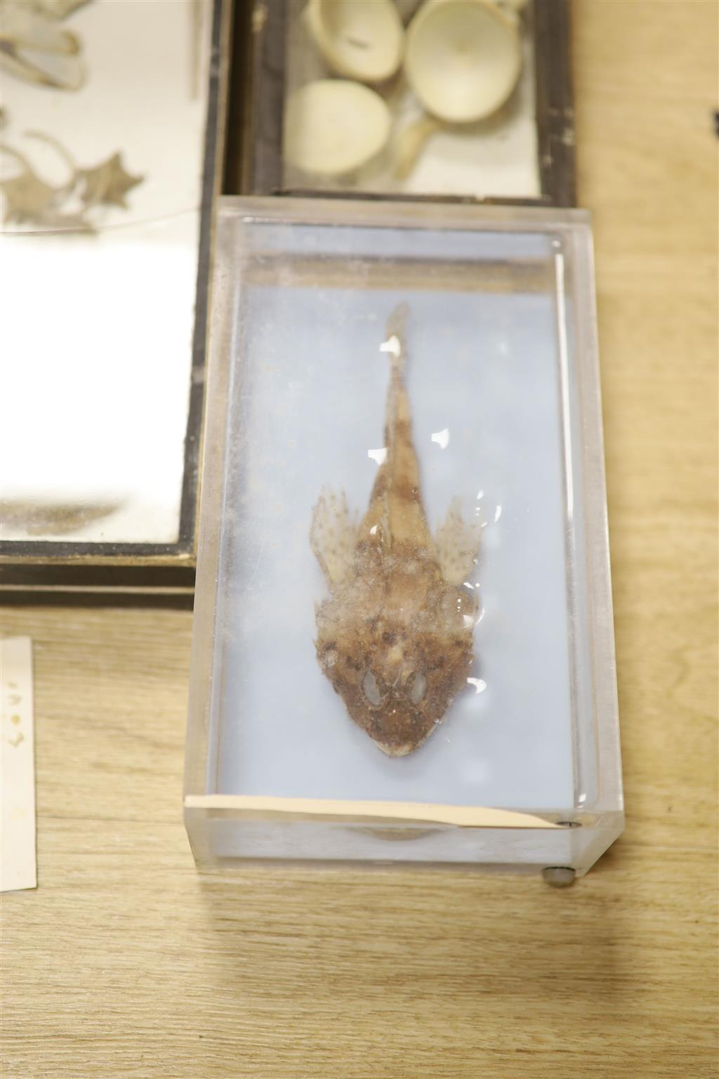 A collection of sea creature and reptile specimens, most collected before 1945,